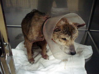 保護した時のハナコ