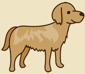 ゴールデンレトリバー