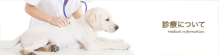 診療について