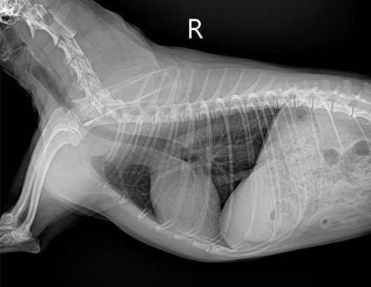 正常犬のレントゲン