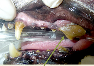 この歯が原因で