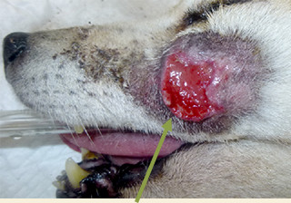 ここが膿みます