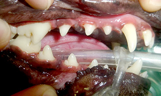 麻酔下スケーリング後