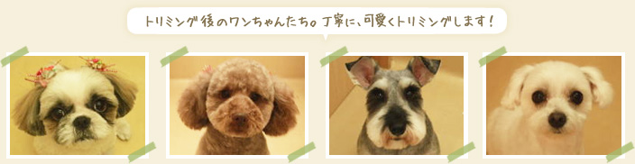 トリミング後のワンちゃんたち。丁寧に、可愛くトリミングします!