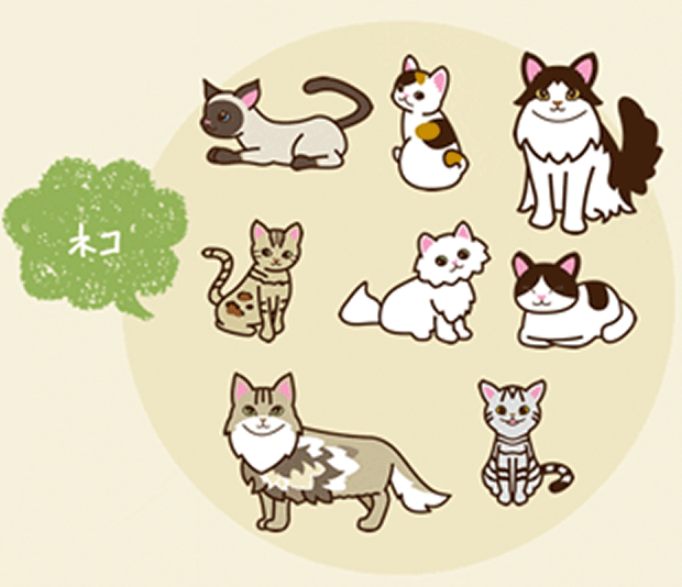 診療対象:ネコ