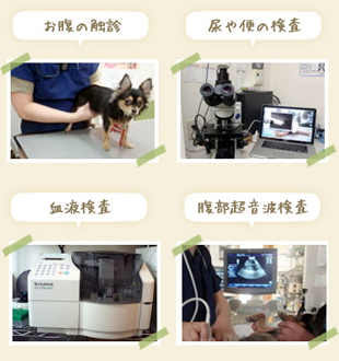 お腹の検診・尿や便の検査・血液検査・腹部超音波検査