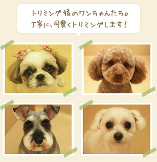 トリミング後のワンちゃんたち。丁寧に可愛くトリミングします!